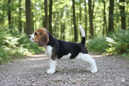 Beagle Deckrüde Joe