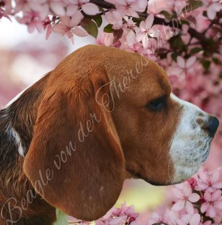 Beagle Deckeüde Chewie