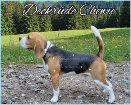 Beagle Deckeüde Chewie