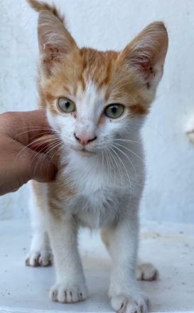 Collin, Nilo & Fenris, geb. ca. 07/2025, lebt in GRIECHENLAND, auf einer privaten Pflegestelle