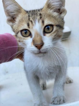 Collin, Nilo & Fenris, geb. ca. 07/2025, lebt in GRIECHENLAND, auf einer privaten Pflegestelle