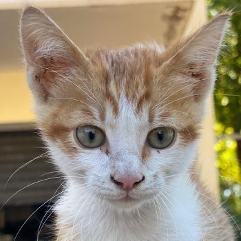 Collin, Nilo & Fenris, geb. ca. 07/2025, lebt in GRIECHENLAND, auf einer privaten Pflegestelle