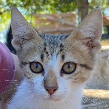 Collin, Nilo & Fenris, geb. ca. 07/2025, lebt in GRIECHENLAND, auf einer privaten Pflegestelle