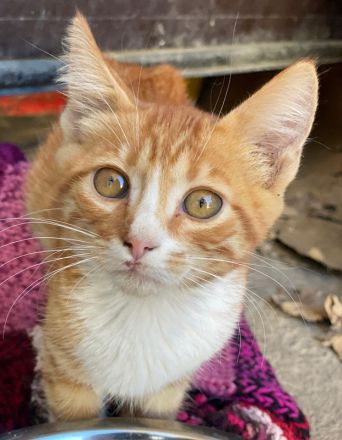 Collin, Nilo & Fenris, geb. ca. 07/2025, lebt in GRIECHENLAND, auf einer privaten Pflegestelle