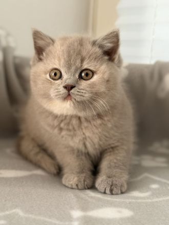 Britisch Kurz- Langhaar Kitten