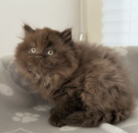 Britisch Kurz- Langhaar Kitten