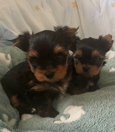 Yorkshire Terrier Welpen Black and Tan mit Ahnentafel