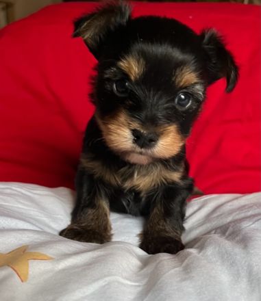 Yorkshire Terrier Welpen Black and Tan mit Ahnentafel