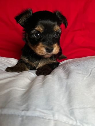 Yorkshire Terrier Welpen Black and Tan mit Ahnentafel