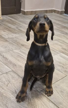 Dobermann Welpen