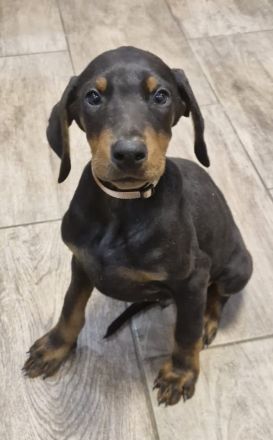 Dobermann Welpen