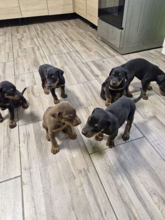Dobermann Welpen
