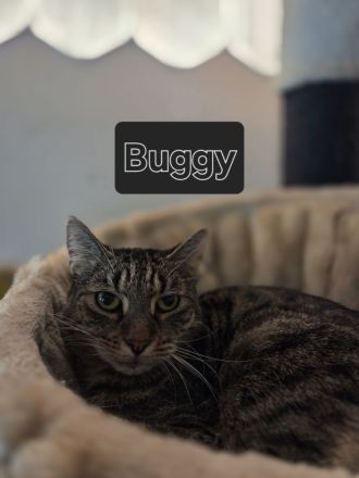 Zwei ältere Freigänger-Kater