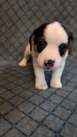 Jack Russell Terrier Welpen