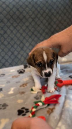 Jack Russell Terrier Welpen