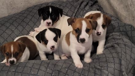 Jack Russell Terrier Welpen