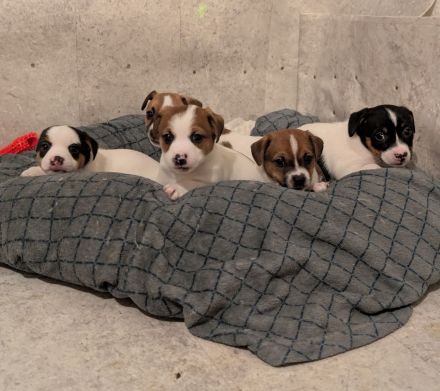 Jack Russell Terrier Welpen