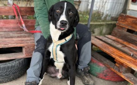 Stattlicher Rüde Ilex mit sanftem Gemüt