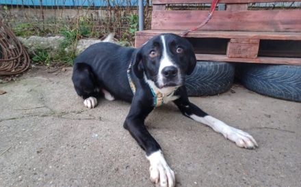 Stattlicher Rüde Ilex mit sanftem Gemüt