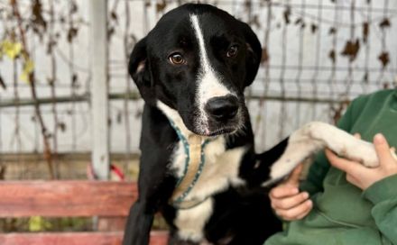 Stattlicher Rüde Ilex mit sanftem Gemüt