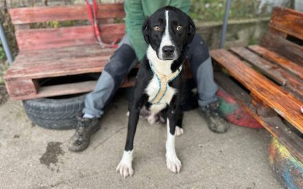 Stattlicher Rüde Ilex mit sanftem Gemüt