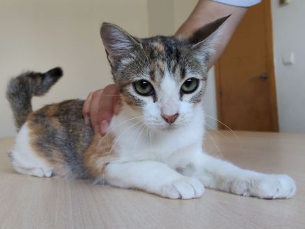 Schmusekätzchen Nela wartet auf einen Kuschelplatz