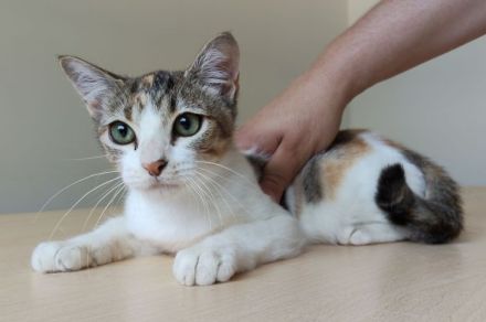 Schmusekätzchen Nela wartet auf einen Kuschelplatz