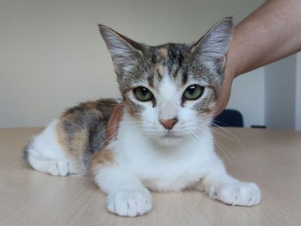 Schmusekätzchen Nela wartet auf einen Kuschelplatz
