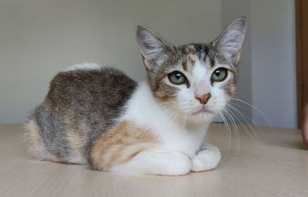 Schmusekätzchen Nela wartet auf einen Kuschelplatz