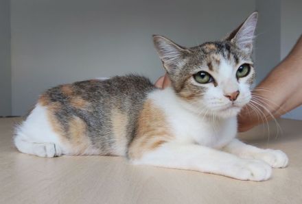 Schmusekätzchen Nela wartet auf einen Kuschelplatz