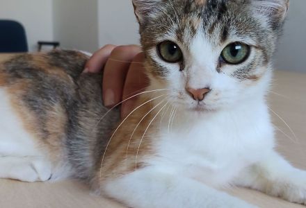 Schmusekätzchen Nela wartet auf einen Kuschelplatz