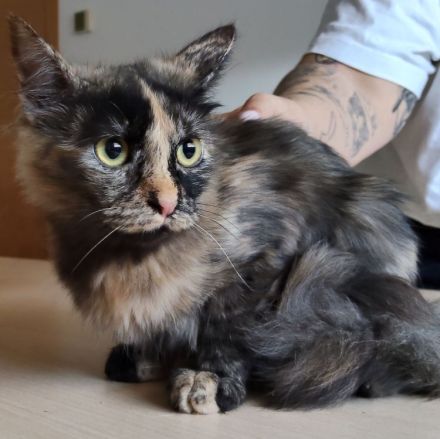 Marimba wartet auf eine nette Familie