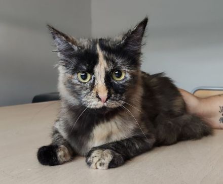 Marimba wartet auf eine nette Familie