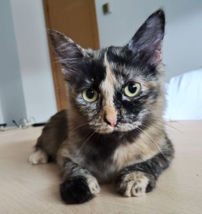 Marimba wartet auf eine nette Familie