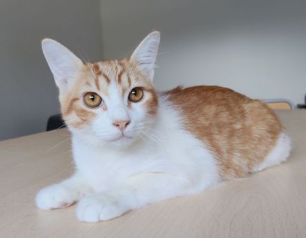 Gatino wartet auf ein Für-Immer-Zuhause - aber zusammen mit Freundin Marimba!