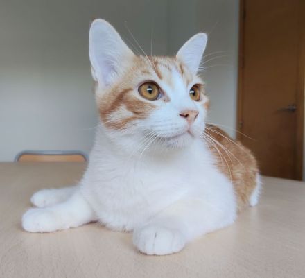 Gatino wartet auf ein Für-Immer-Zuhause - aber zusammen mit Freundin Marimba!