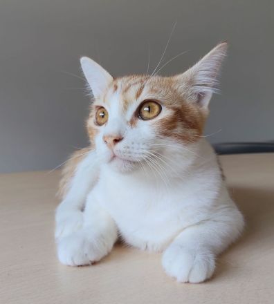 Gatino wartet auf ein Für-Immer-Zuhause - aber zusammen mit Freundin Marimba!