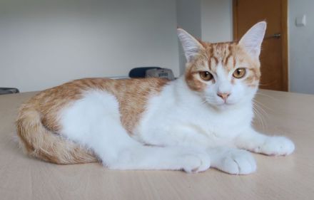 Gatino wartet auf ein Für-Immer-Zuhause - aber zusammen mit Freundin Marimba!