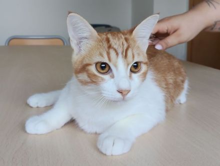 Gatino wartet auf ein Für-Immer-Zuhause - aber zusammen mit Freundin Marimba!