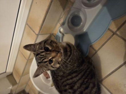 Junger Kater sucht dringend neues Zuhause