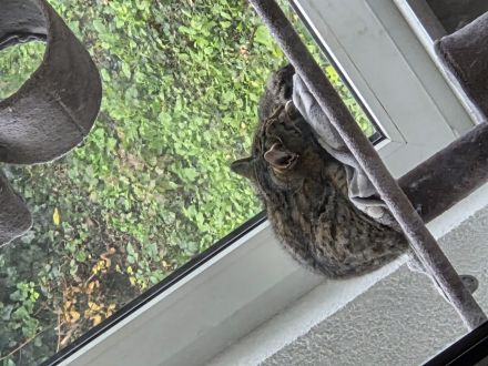 Junger Kater sucht dringend neues Zuhause