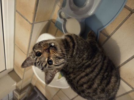 Junger Kater sucht dringend neues Zuhause