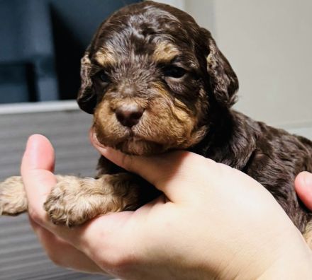 Wunderschöne Kleinpudel/Toypudel Welpen aus liebevoller Familienzucht