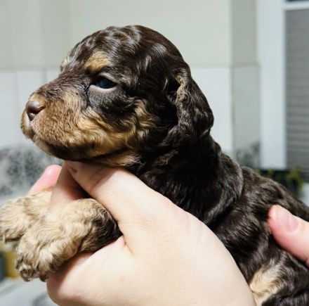 Wunderschöne Kleinpudel/Toypudel Welpen aus liebevoller Familienzucht