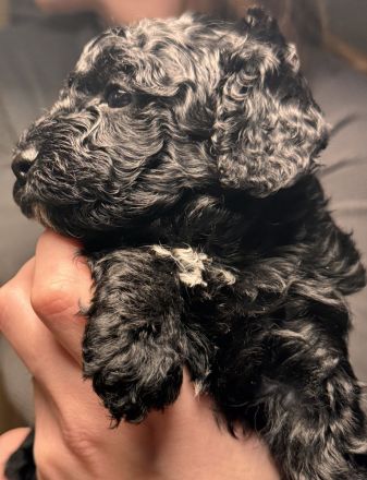 Wunderschöne Kleinpudel/Toypudel Welpen aus liebevoller Familienzucht