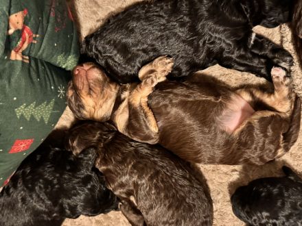 Wunderschöne Kleinpudel/Toypudel Welpen aus liebevoller Familienzucht