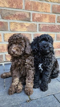 Wunderschöne Kleinpudel/Toypudel Welpen aus liebevoller Familienzucht