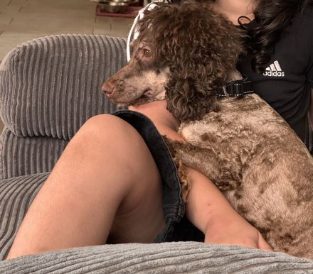 Wunderschöne Kleinpudel/Toypudel Welpen aus liebevoller Familienzucht