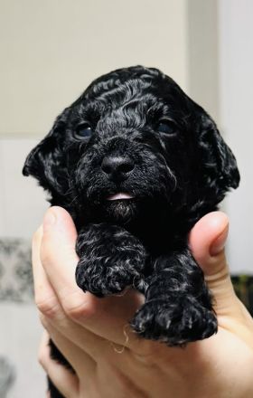 Wunderschöne Kleinpudel/Toypudel Welpen aus liebevoller Familienzucht
