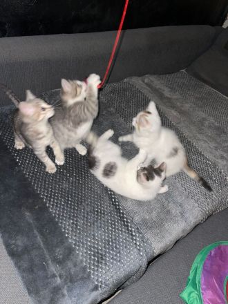 Kitten / Katzen/ Katzenbabys